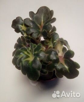 Минифиалочки