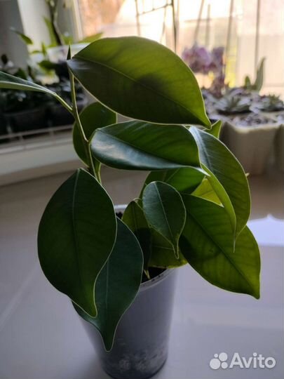 Фикусы разные