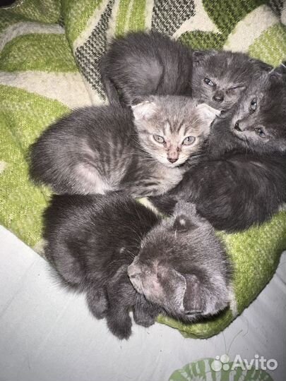 Кошка в дар бесплатно