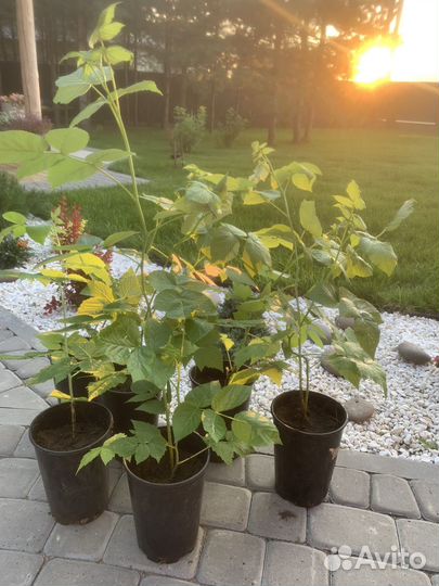 Ремонтантная малина саженцы