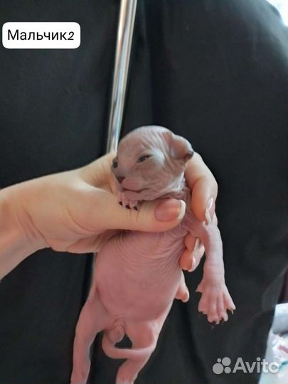 Канадский сфинкс эльф котенок