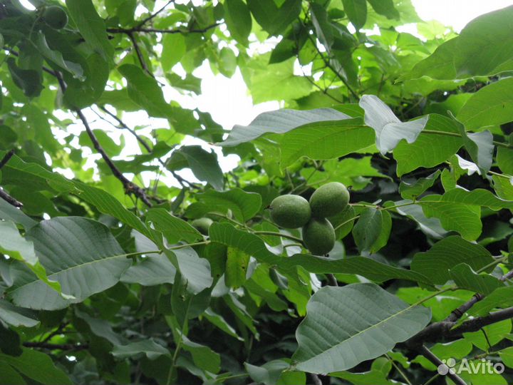 Саженцы грецкого ореха