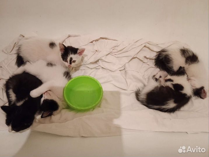 Котята в добрые руки