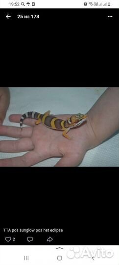 Эублефар самец и самка