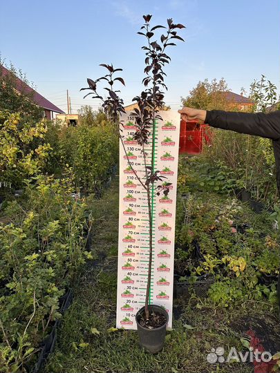 Декоративная яблоня Роялти краснолистная