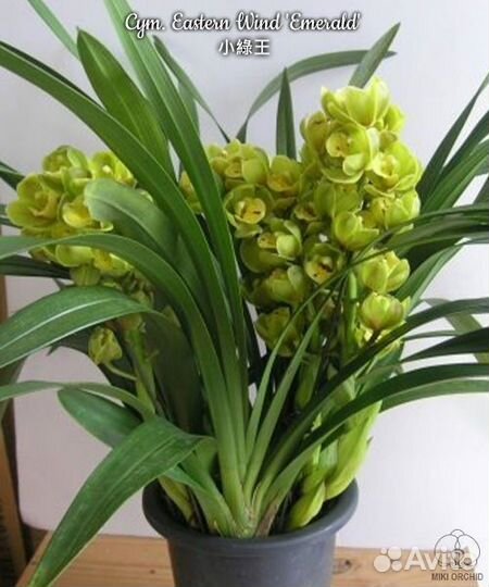 Орхидея цимбидиум Cym. Eastern Wind 'Emerald'