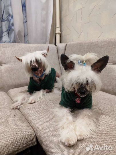 Пошив одежды для собак