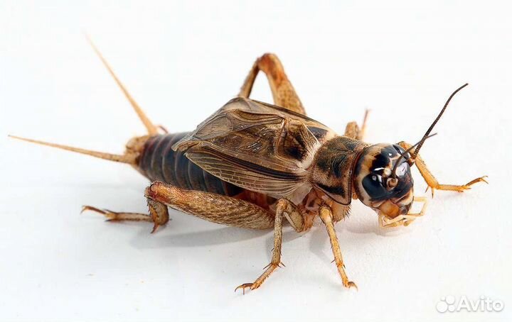 Сверчки Кормовые