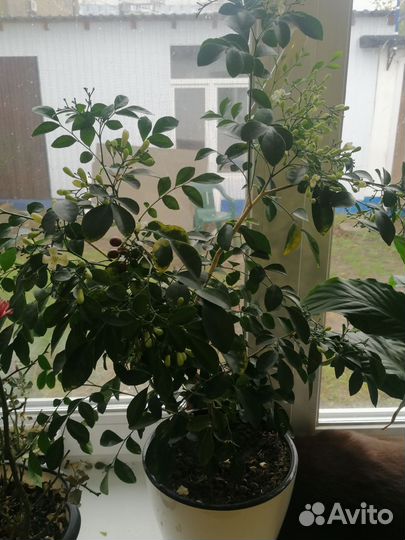 Мурайя метельчатая цветущая