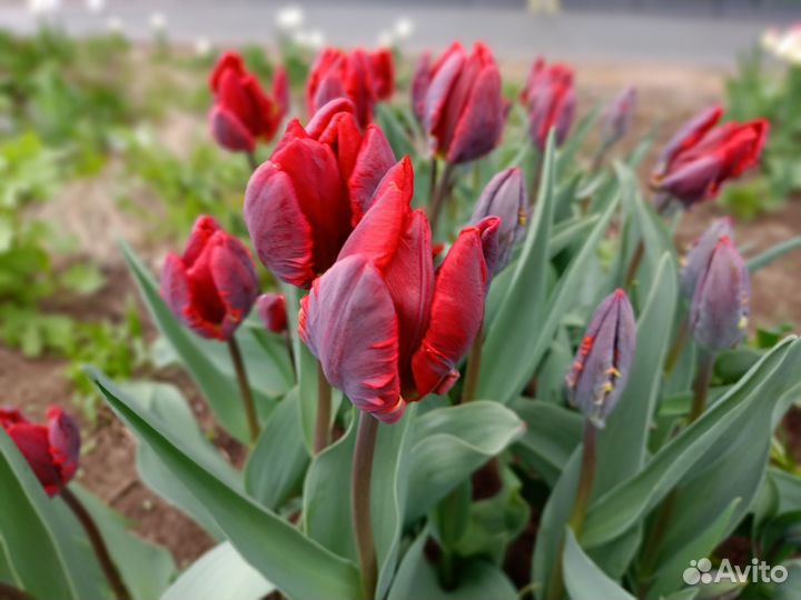 Авито-доставка для Юлии