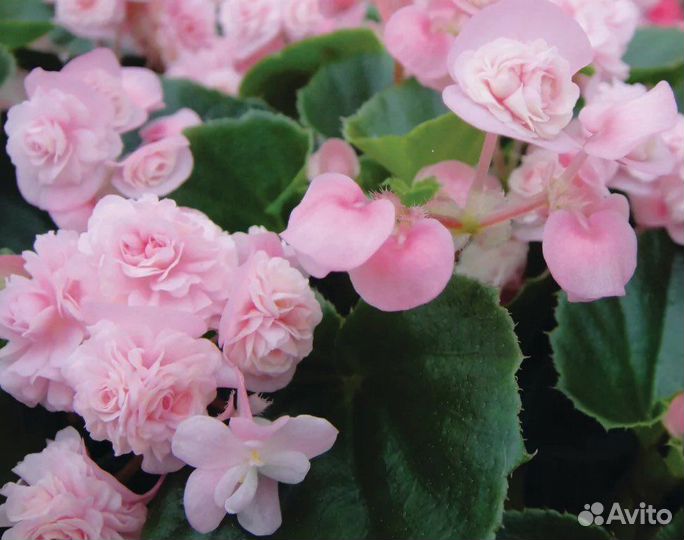 Бегония вечноцветущая махровая