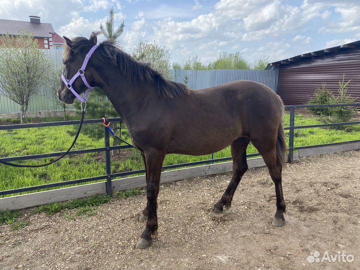 Жеребчик, годовичок