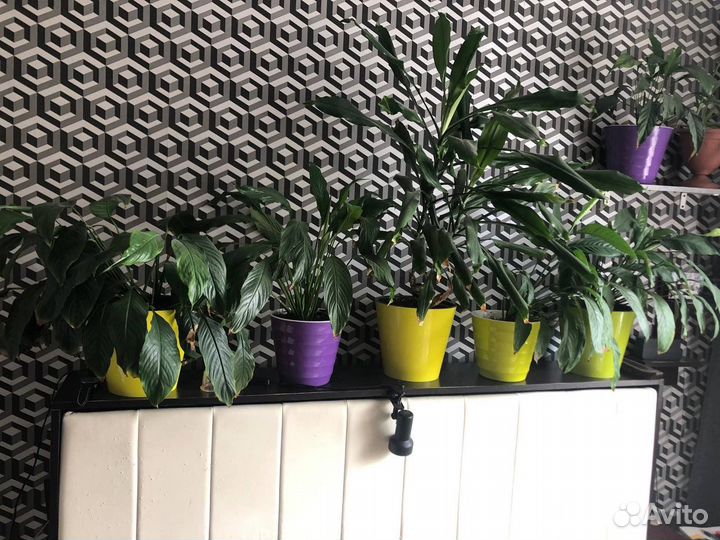 Растение комнтаное Спатифиллум