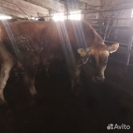 Быки на племя