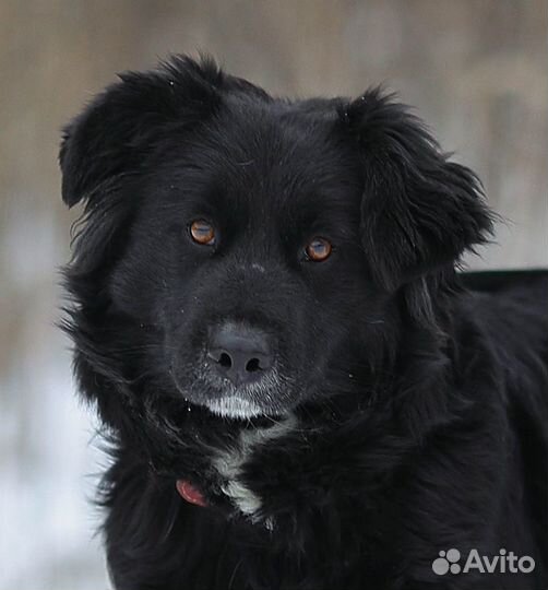 Злата, метис бордер-колли