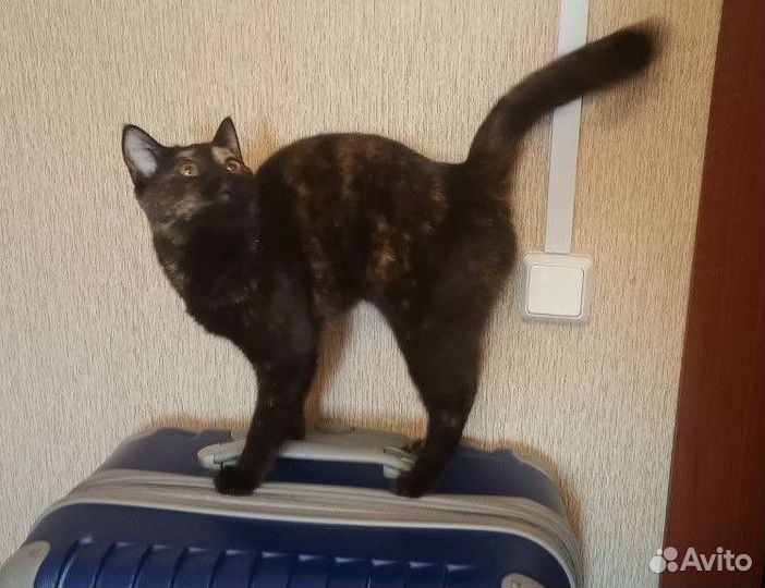 Кошка Шотландская со стоячими ушами