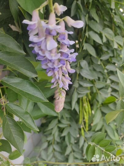 Глициния (вистерия) морозостойкая Blue Moon