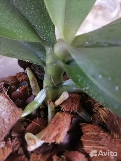 Орхидея фаленопсис