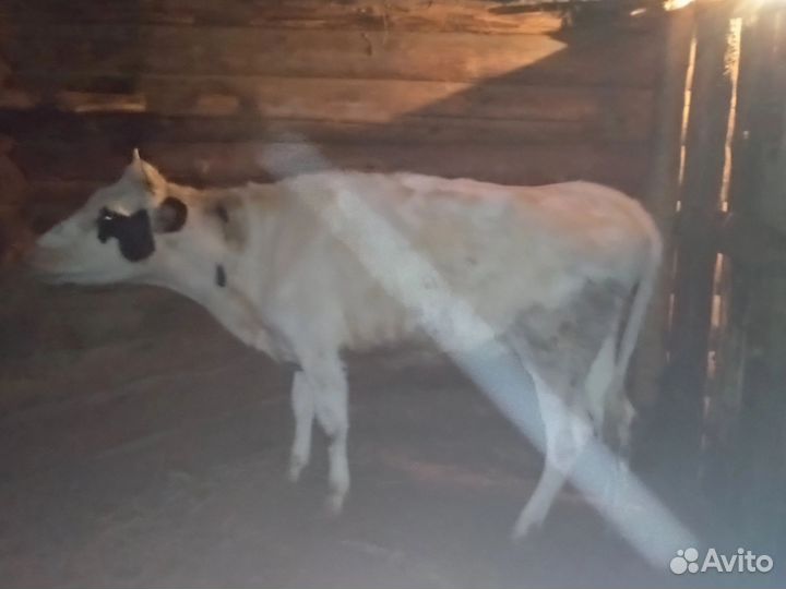 Телка на мясо