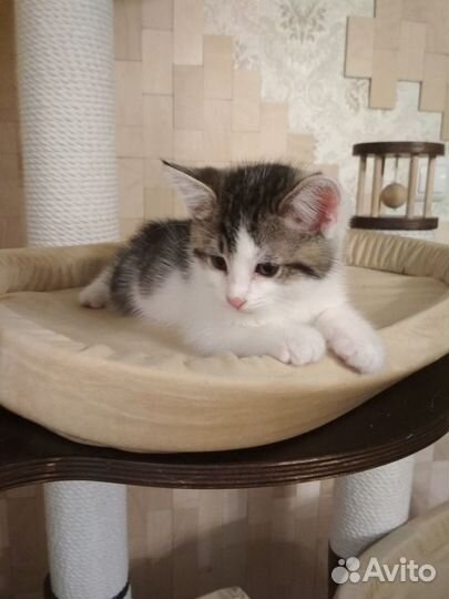 Котенок - мальчик