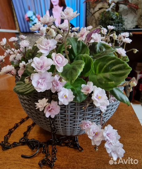 Фиалки трейлеры