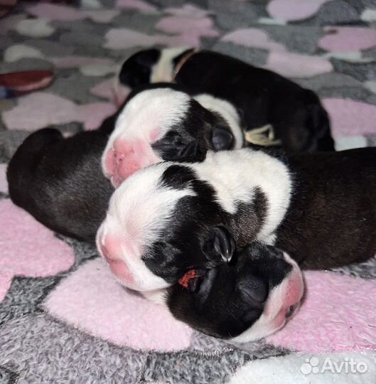 Бостон терьер