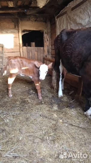 Корова с телком