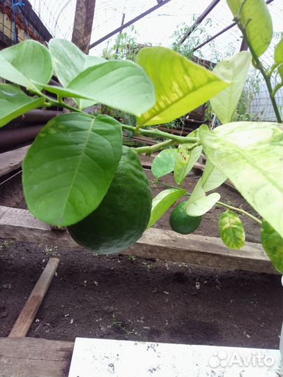 Лимон сорт Мейер