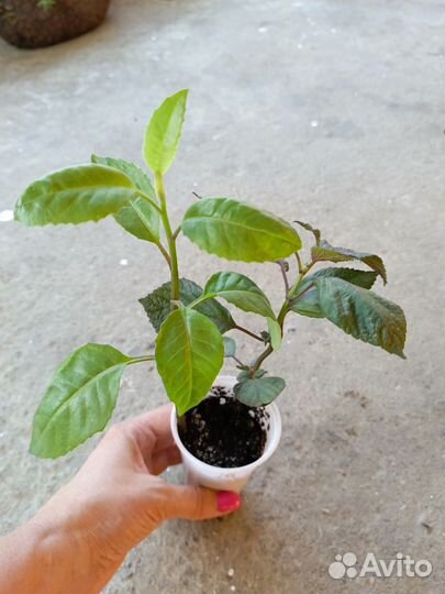 Джинура листья бога