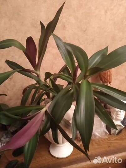 Традесканция Рео-ладья Моисея(лекарствен), молочай