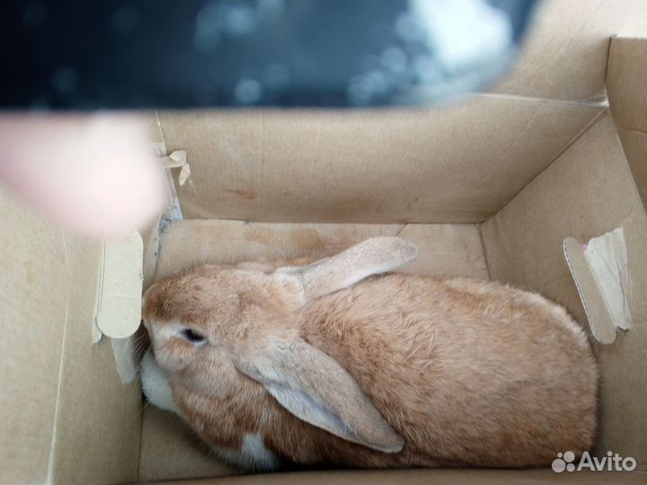 Калифорнийские кролики