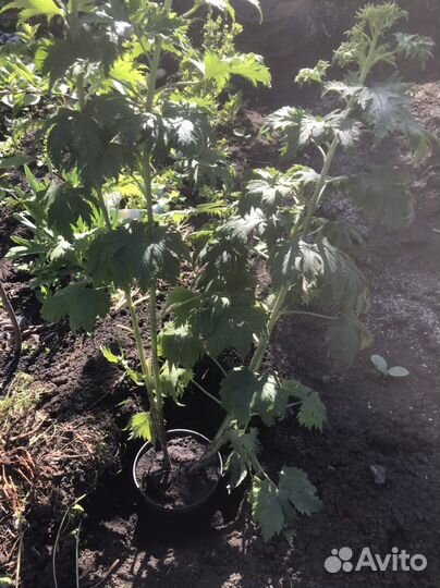 Дельфиниум новозеландский