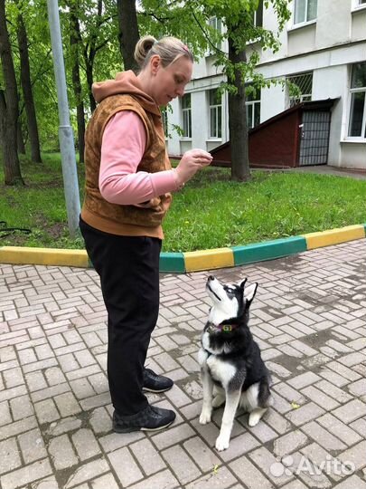 Дрессировка и воспитание собак