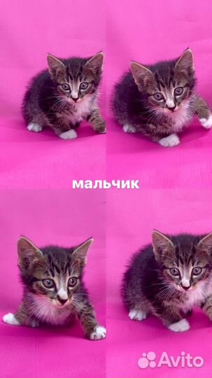 Котенок в дар мальчик 2 мес