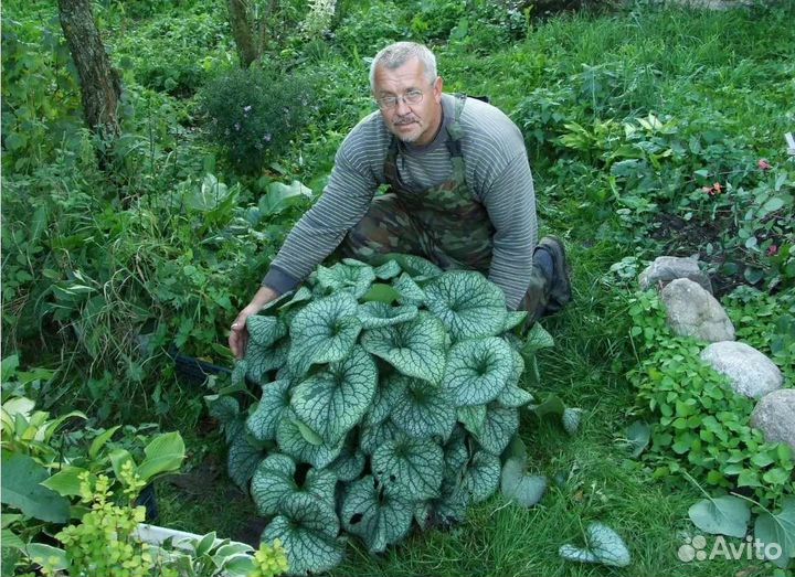 Брунера Сильвер харт и Александр
