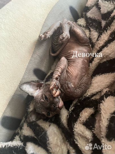 Канадский сфинкс