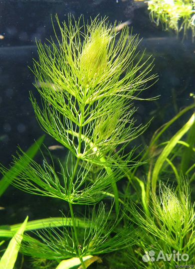 Роголистник, ряска