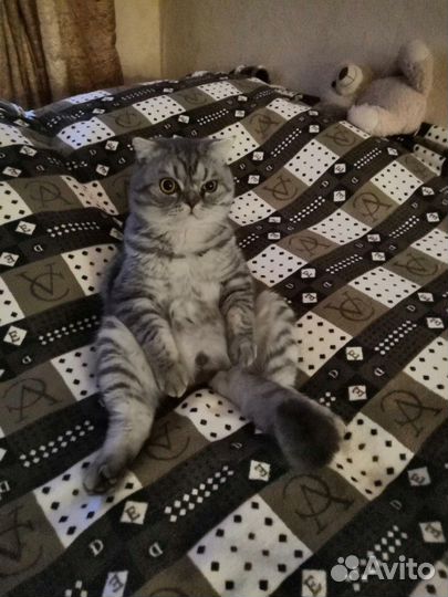 Котик на вязку