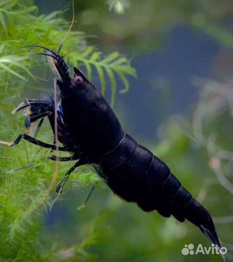 Креветки Кровавая Мэри