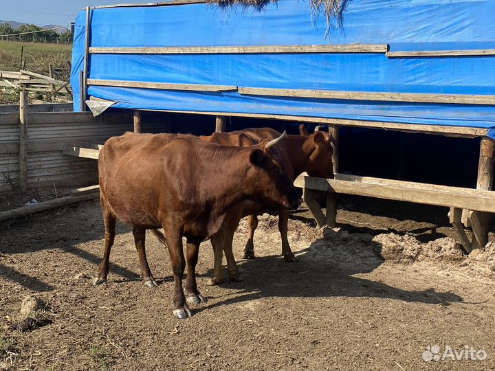 Коровы дойные молочные