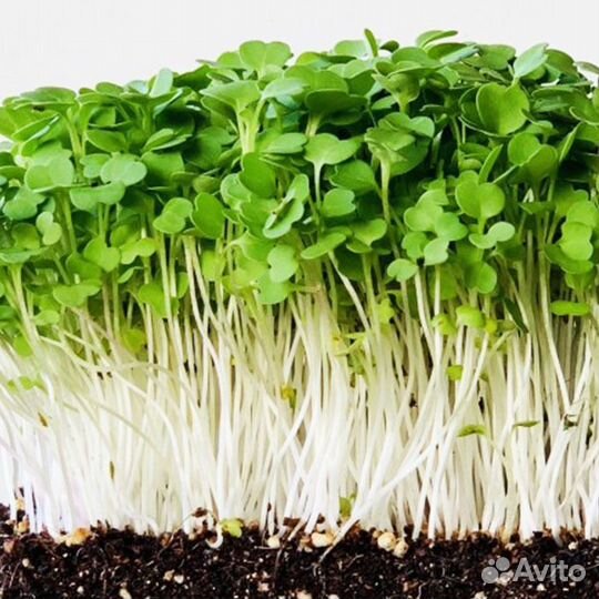 Семена элитные Рукколы (Индау) дикая узколистная