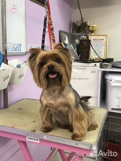 Груминг собак с выездом на дом, стрижка