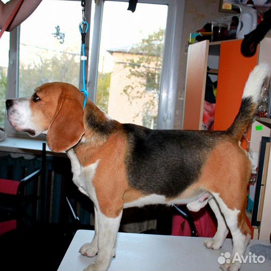 Поводок -контроллер