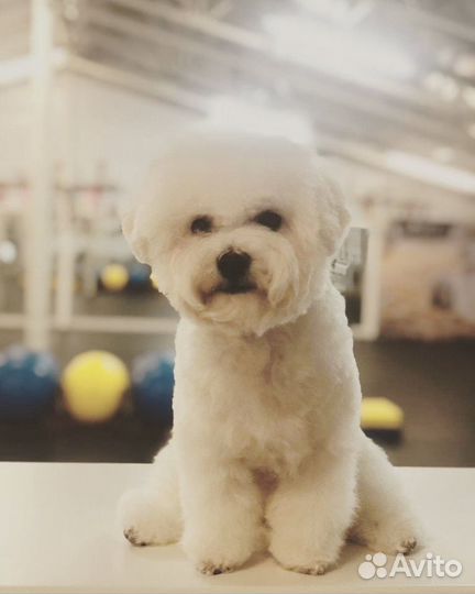 Стрижка собак. Бишон фризе