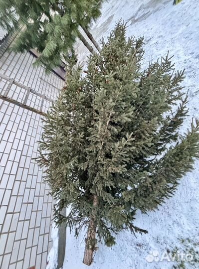 Ель натуральная 5м