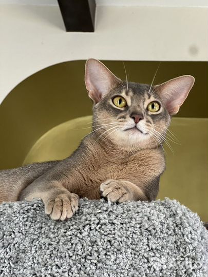 Котята Абиссинской породы