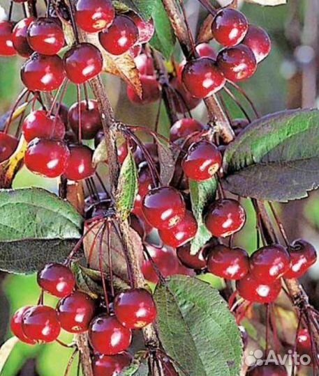 Яблоня декоративная Royal Beauty