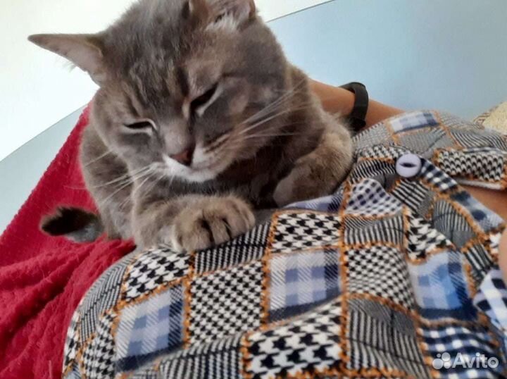 Ласковый Тишуня