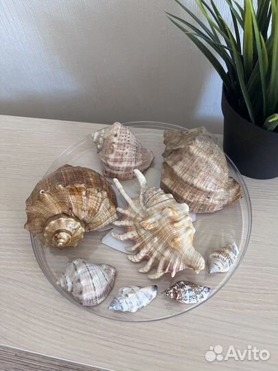 Морские ракушки раковины ваза