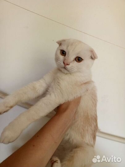 Шотландские вислоухие котята